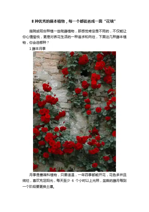 8种优秀的藤本植物，每一个都能养成一面“花墙”