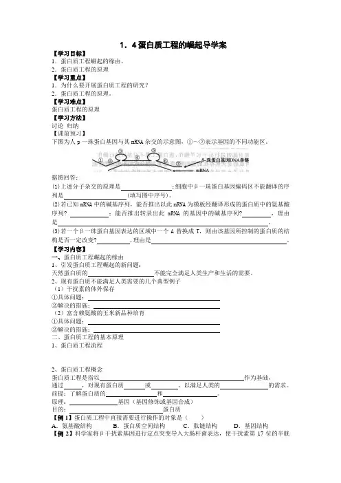 蛋白质工程的崛起 导学案