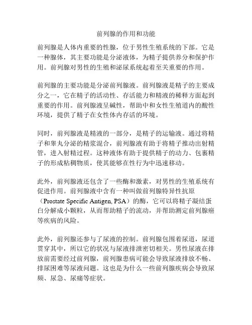 前列腺的作用和功能