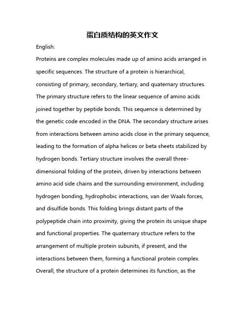 蛋白质结构的英文作文