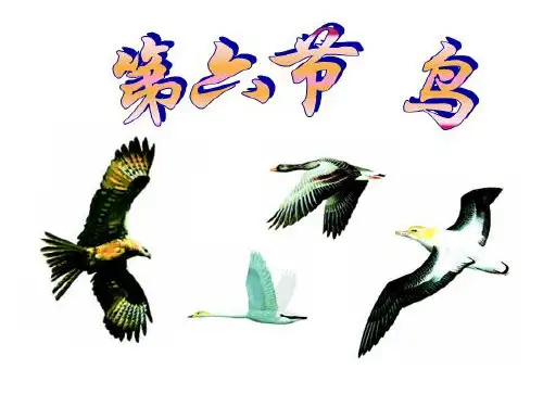 第六节 鸟 (共26张PPT)
