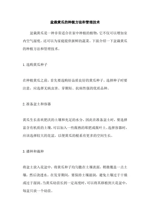 盆栽黄瓜的种植方法和管理技术