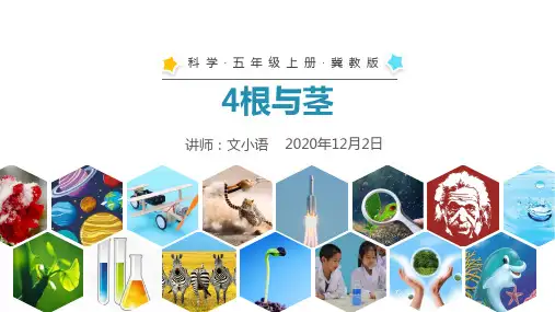 冀教版科学五年级上册4根与茎课件PPT-附教案