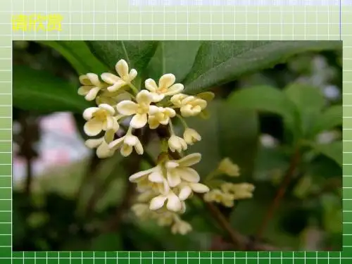 人教版五年级语文上册第二组《07桂花雨》PPT课件[下载并修改]