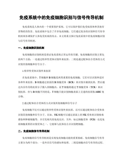 免疫系统中的免疫细胞识别与信号传导机制