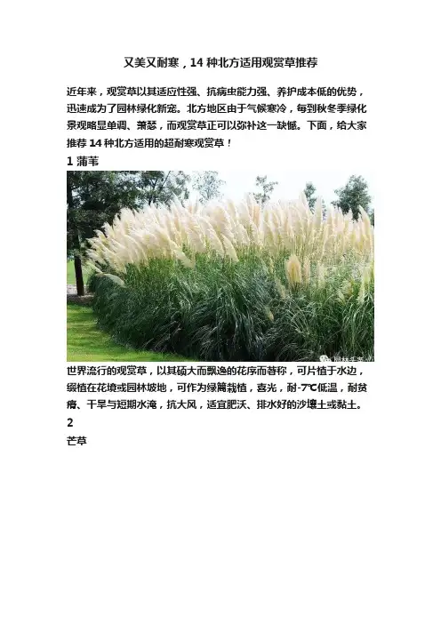 又美又耐寒，14种北方适用观赏草推荐