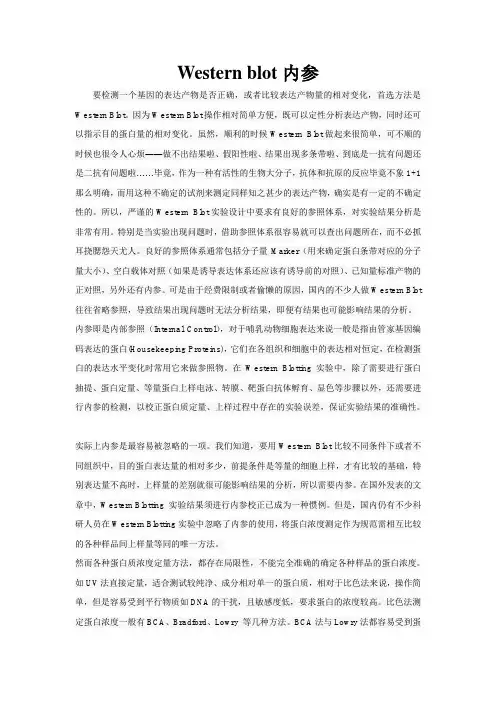 Western blot内参问题