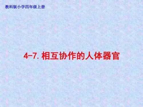 相互协作的人体器官教学课件