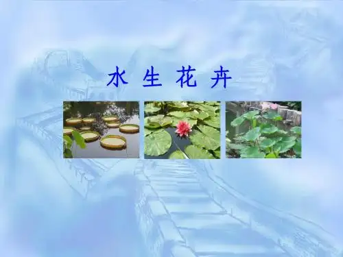 水 生 花 卉