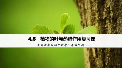 浙教版科学《植物的叶与蒸腾作用》ppt精品课件2