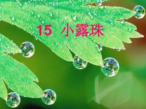 小露珠
