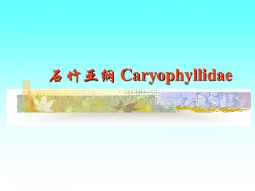 被子植物 石竹亚纲