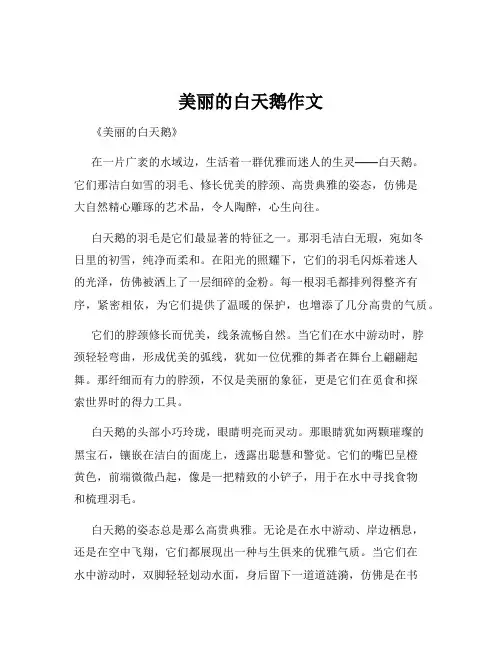 美丽的白天鹅作文