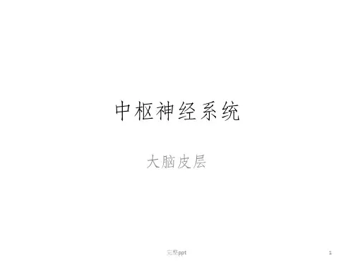 大脑皮层功能区简介1
