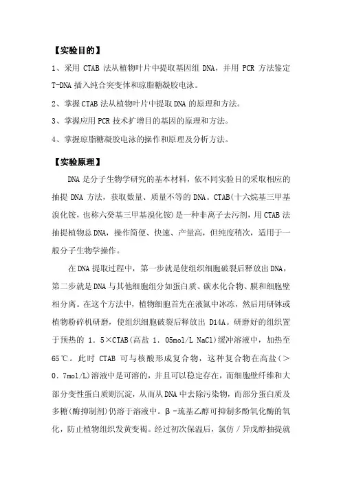 植物DNA提取——拟南芥
