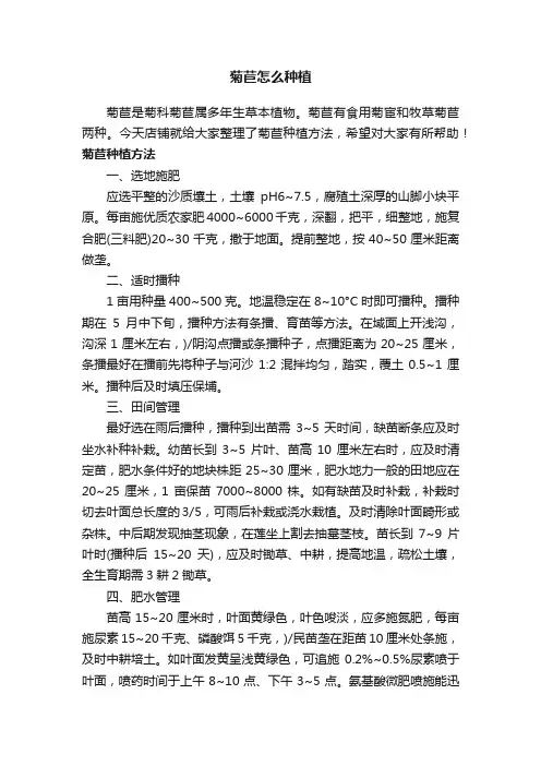 菊苣怎么种植