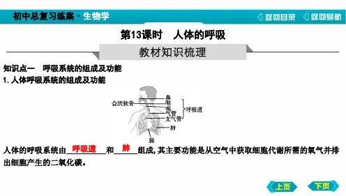 中考生物人体的呼吸