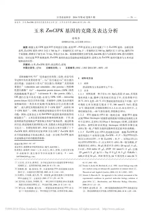 玉米ZmCIPK基因的克隆及表达分析