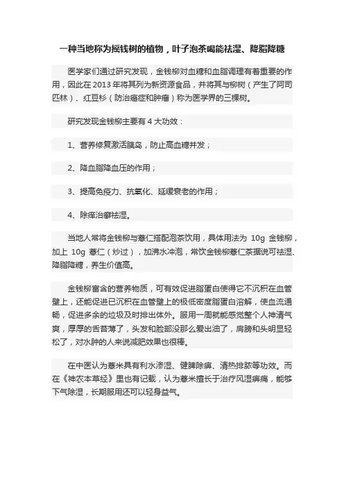 一种当地称为摇钱树的植物，叶子泡茶喝能祛湿、降脂降糖