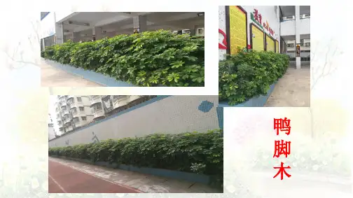 道德与法治一年级下册《第二单元 我和大自然 6 花儿草儿真美丽》_15