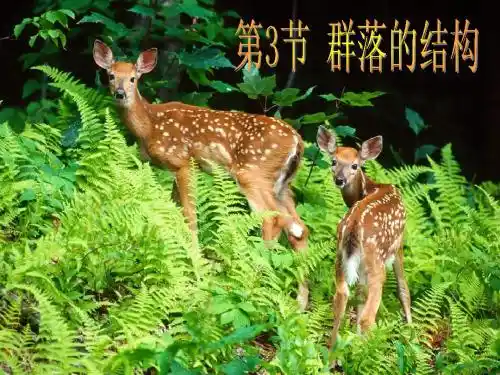 群落的结构
