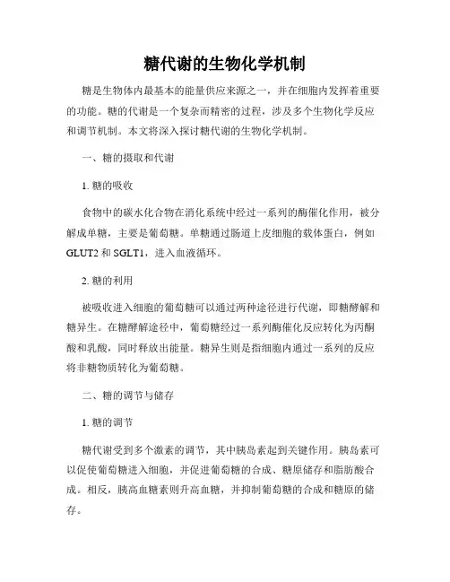糖代谢的生物化学机制