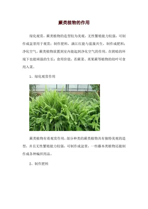 蕨类植物的作用