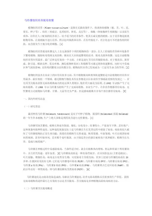 马铃薯组织培养脱毒快繁