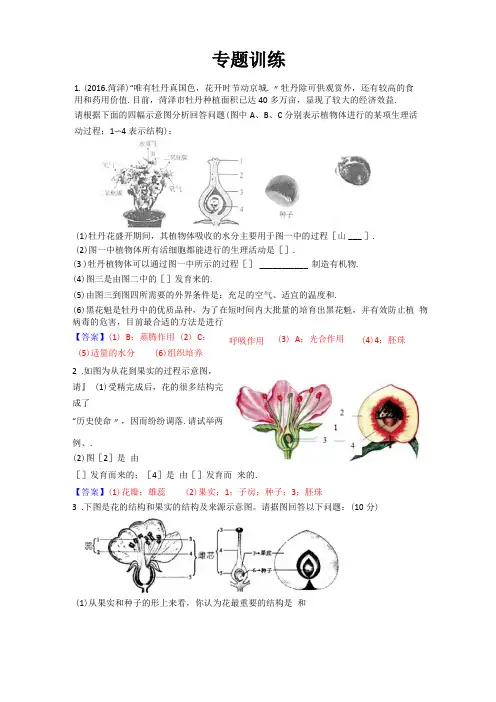 333植物部分识图作答