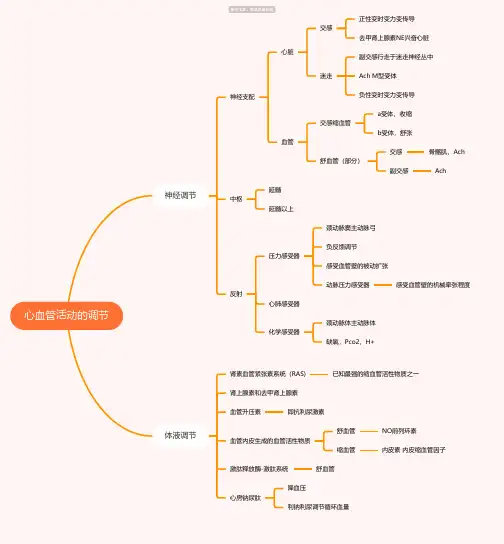心血管活动的调节思维导图-高清简单脑图模板-知犀思维导图
