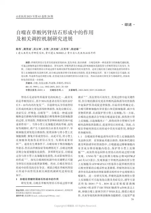 自噬在草酸钙肾结石形成中的作用及相关调控机制研究进展