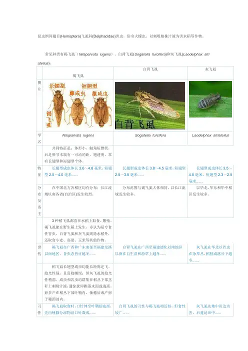 水稻三种飞虱区别
