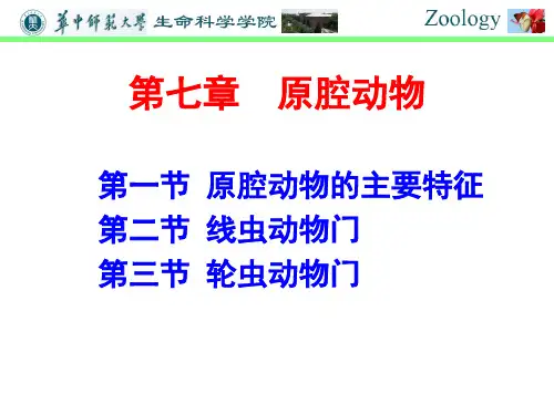 普通动物学第七章原腔动物精品PPT课件