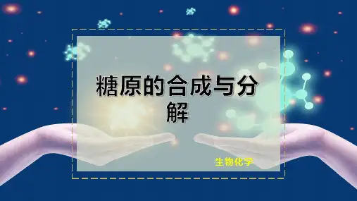 糖原的合成与分解