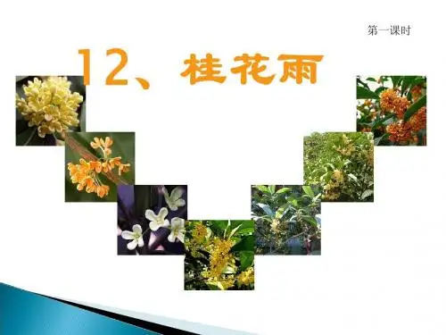 苏教版四年级语文上册第12课桂花雨 课件