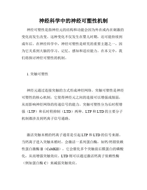 神经科学中的神经可塑性机制