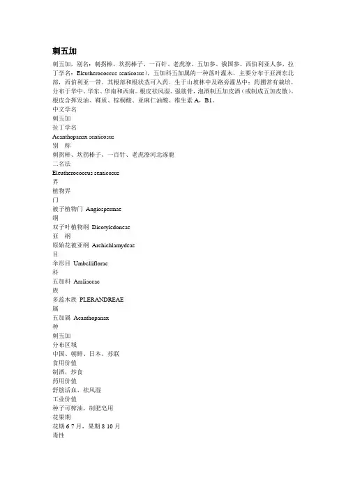 刺五加
