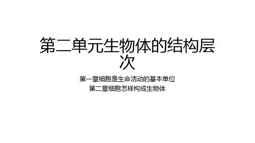 人教版生物七年级上册第二单元《生物体的结构层次》复习课件