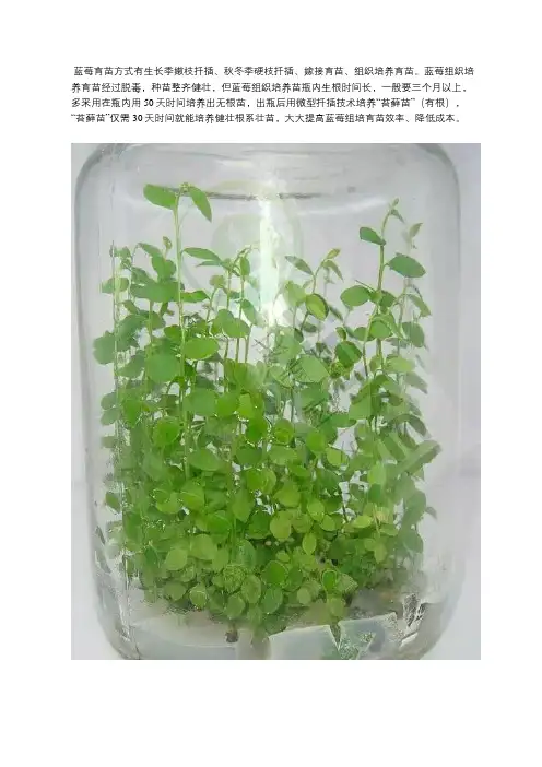 蓝莓组培苗瓶外生根技术