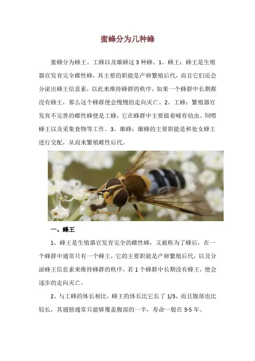 蜜蜂分为几种蜂