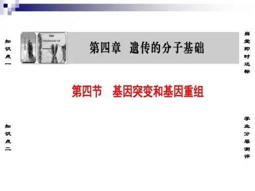 苏教版必修二 4.4 基因突变和基因重组 课件(57张)
