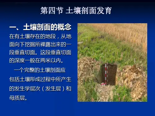 第四章土壤剖面ppt课件