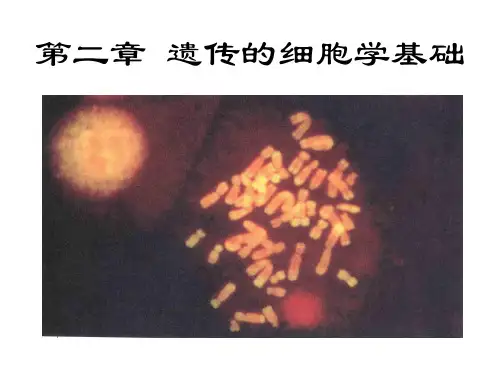 遗传学-第2章_遗传的细胞学基础