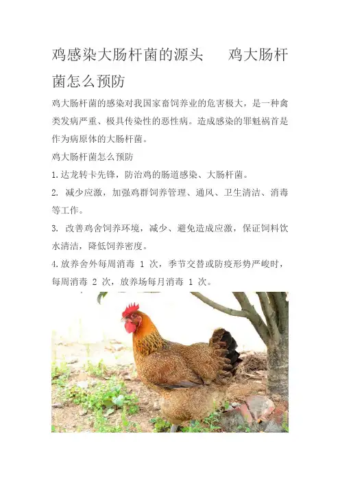 鸡感染大肠杆菌的源头   鸡大肠杆菌怎么预防