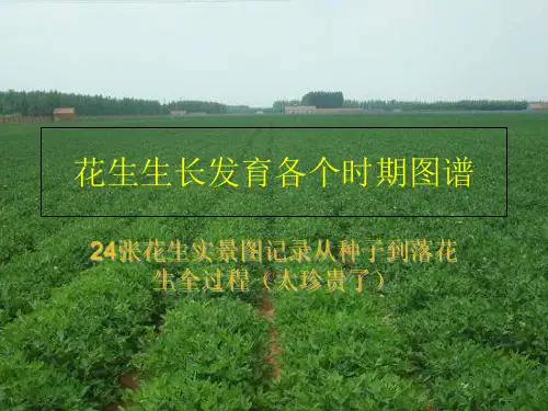 花生生长全过程图谱 ppt课件