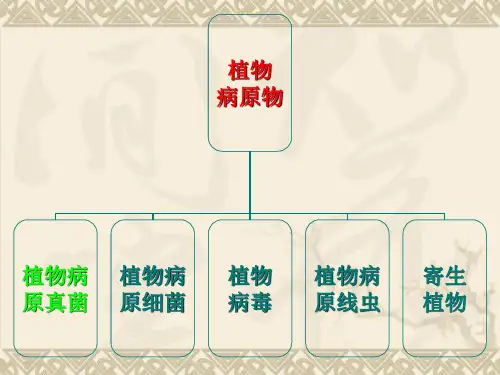 植物病原细菌 ppt课件