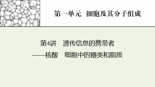 高考生物一轮复习第1单元细胞及其分子组成第4讲遗传信息的携带者__核酸细胞中的糖类和脂质课件