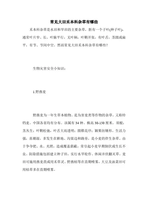 常见大田禾本科杂草有哪些