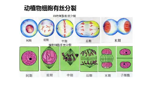 高中生物课件-减数分裂