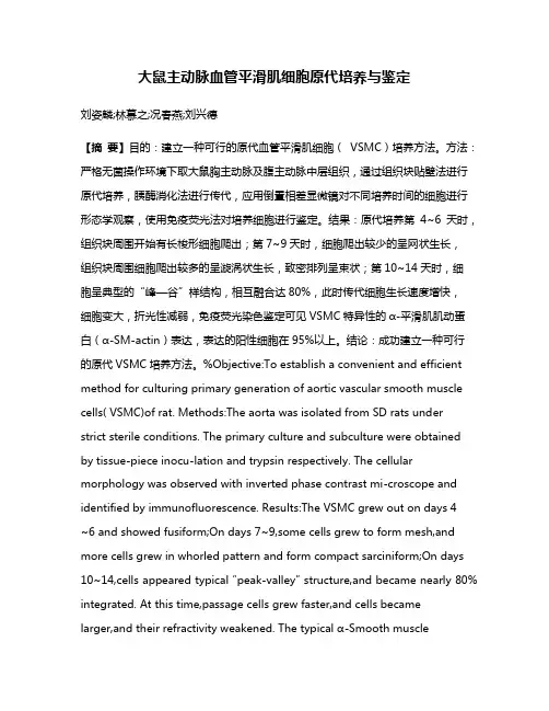 大鼠主动脉血管平滑肌细胞原代培养与鉴定